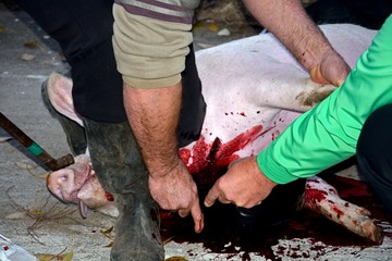 Pig slaughtering ceremony in the Hungarian countryside