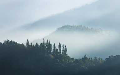 Winter morning scene of foggy forest and trees on mountain covered by fog at Sun Moon Lake, Taiwan.