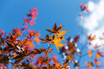 Close focus on orange maple leaves hanging on branch with blurry background of cloudy blue sky of sunny day.