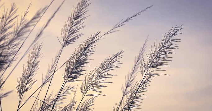 abstract softness white Feather Grass in the wind with retro sky  background and space in evening time , nature relaxing and freshness concept , 4k dci resolution