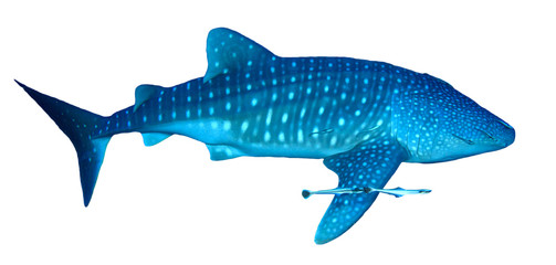 Whale Shark isolated on white background