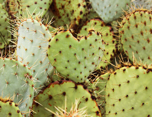 Opuntia Paddle Cactus - Heart Shaped