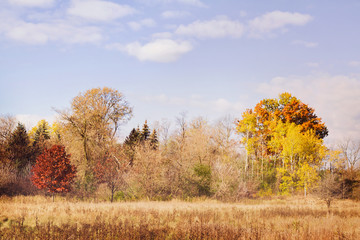 Fototapeta premium Field with beautiful wooded area in the autumn; a splash of red, orange and yellow in the trees against a blue sky
