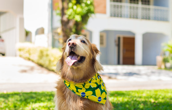 Golden Retriever Torcedor