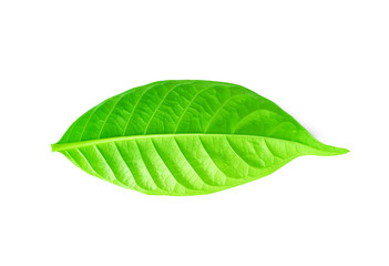 Fototapeta premium fresh green grass leaves on white background