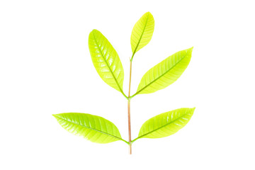 fresh green grass leaves on white background