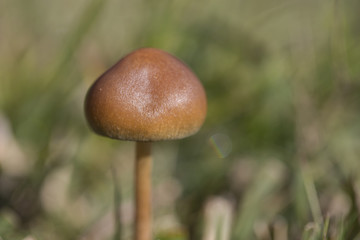 Mushroom