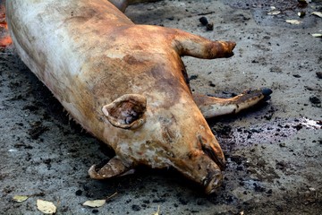 Pig slaughtering ceremony in the Hungarian countryside