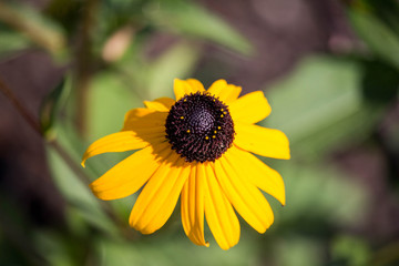 Pretty Yellow Flower
