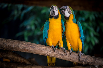 Colorful macaw on branch