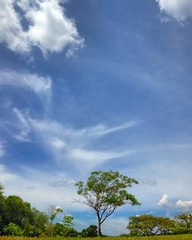 Obraz premium Árvore sozinha