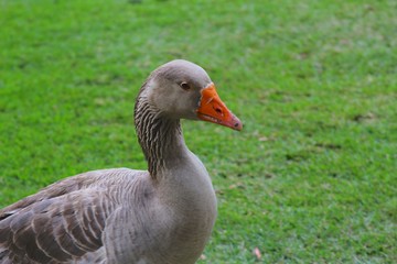 Pato