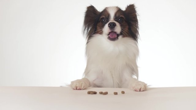 Beautiful young male dog Continental Toy Spaniel Papillon eating a dry food close-up on white background stock footage video