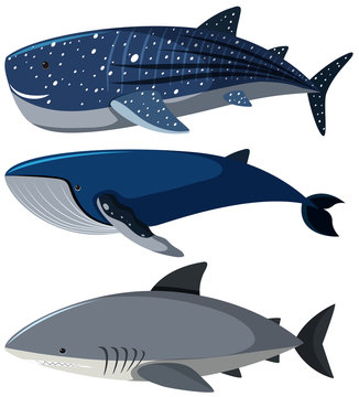 Three different types of sharks