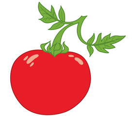 Vector Red Tomato