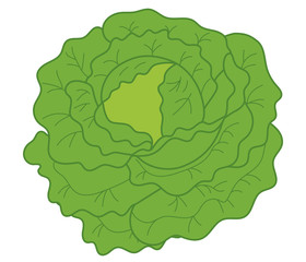Vector Green Cabbage