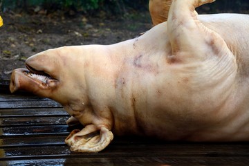 Pig slaughtering ceremony in the Hungarian countryside