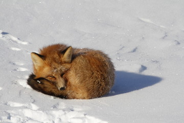 Red fox curled up in a snowbank while staring found near Churchill