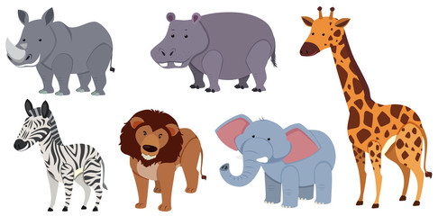 Different kinds of animals on white background