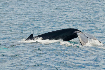 Swimming humpback whale