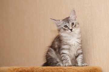 Cute little bobtail kitten