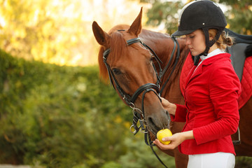 Jockey to feed horse with apple