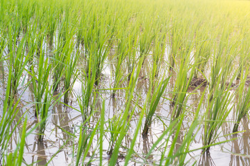 Landscape agriculture farm Thailand make rice for food