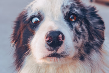Collie dog with expressive eyes
