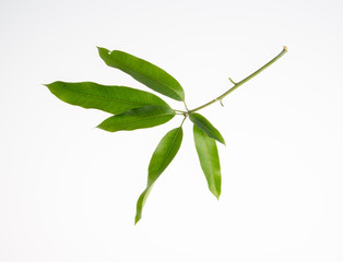 leaf or peel mango leaf on a background.