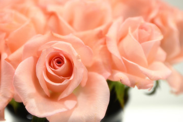 Peach rose 