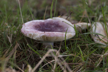 Mushroom