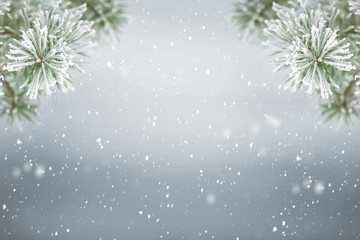 Winter background, falling snow on pine tree copy space