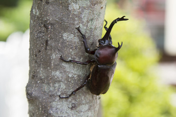 カブトムシ　昆虫採集　虫捕り