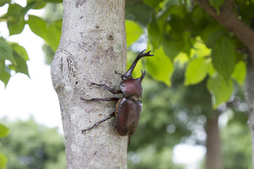 カブトムシ　昆虫採集　虫捕り
