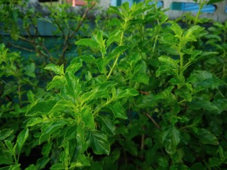 Basil the ayurvedic medicine ,Basil leaf ,green basil,ayurvedic leaf,famous ayurvedic medicine basil