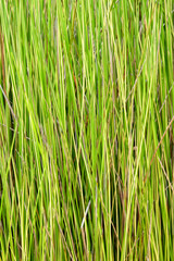 Natural green plants background