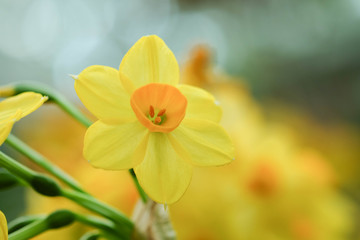 flowers in the garden