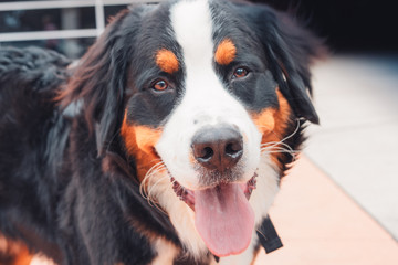 Black and tan pyrenees dog