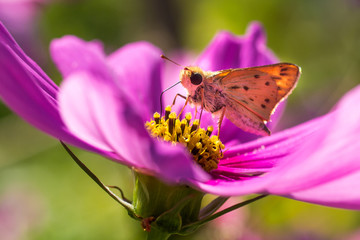 Skipper Snipping Nectar