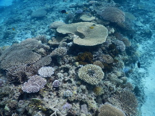 サンゴ礁の群生