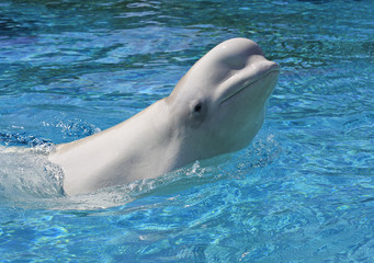 Young beluga swimming on blue water
