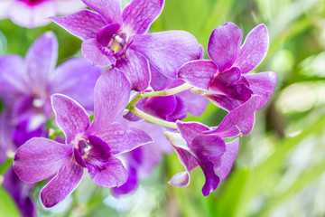 Purple orchids, Dendrobium.