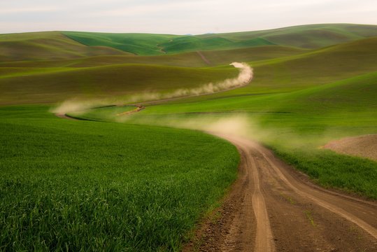 Driving on a dirt road through wheat fields in spring in the northwest