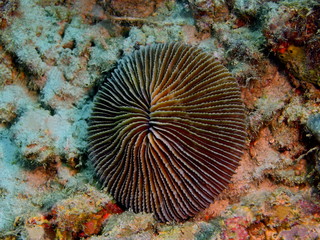 Stone coral