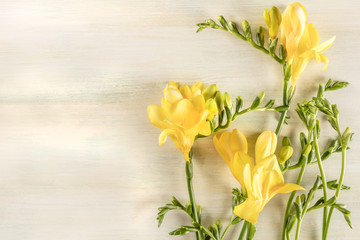 Spring design template with yellow freesia flowers and copy spac