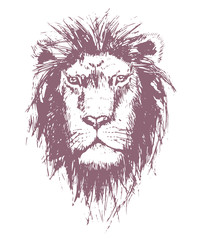 Illustration of the face of a lion, hand-drawing