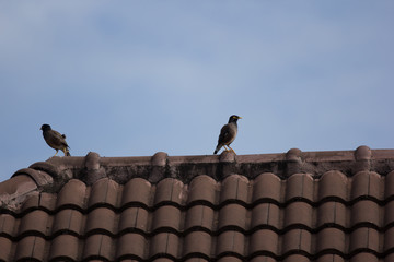 Common Myna bird on house roof