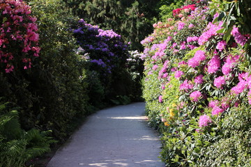 Rhododendron 
