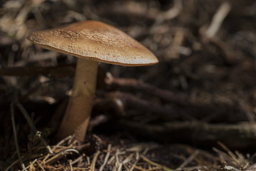Mushroom