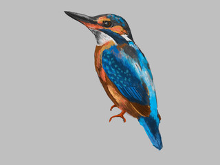 hand drawn kingfisher illustration ,kingfisher paingting